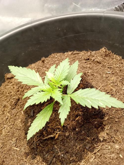 Kalashnikova Auto.. Week 1