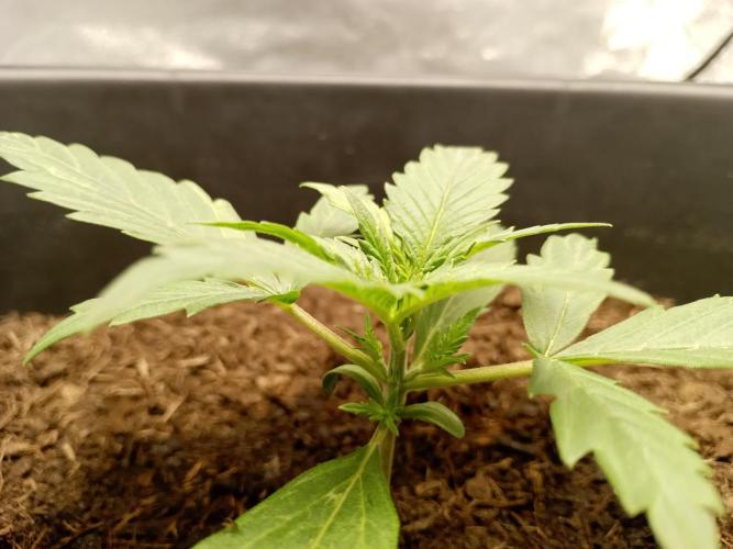 Kalashnikova Auto.. Week 1