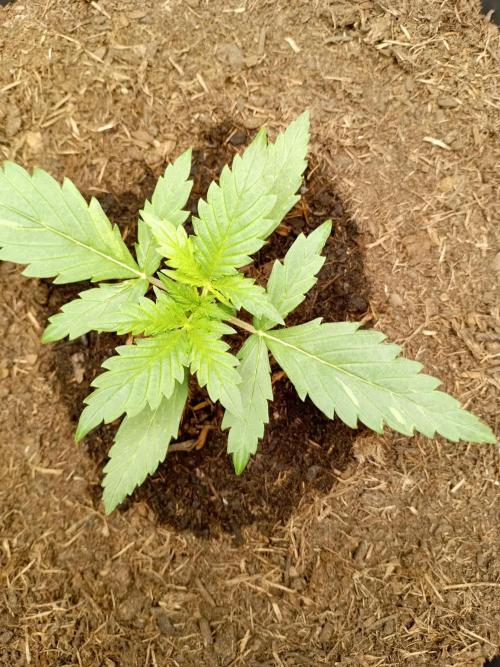 Kalashnikova Auto.. Week 1