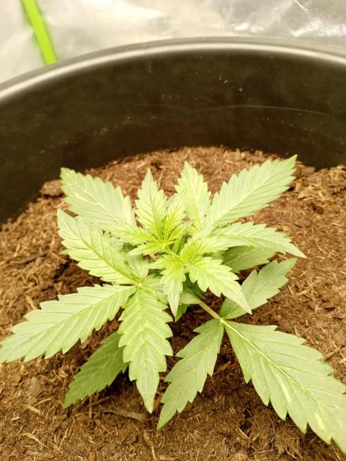 Kalashnikova Auto.. Week 1 - Lichtsterkte is van 50% naar 60% gegaan. Ivm de warmte geen 75%