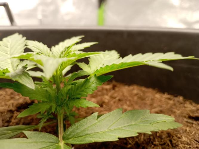 Kalashnikova Auto.. Week 1