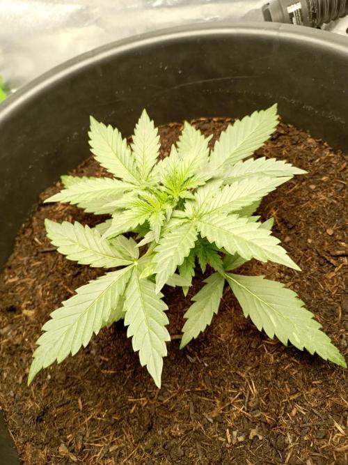 Kalashnikova Auto.. Week 2 - Licht op 75%
