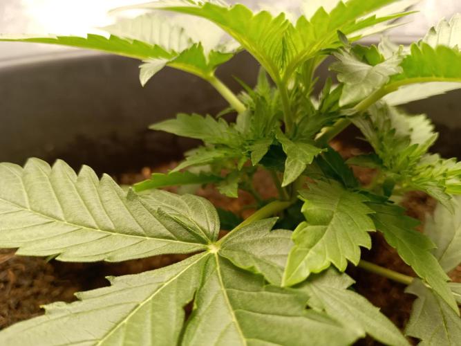 Kalashnikova Auto.. Week 2