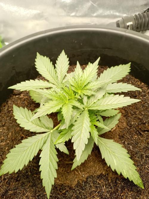 Kalashnikova Auto.. Week 2