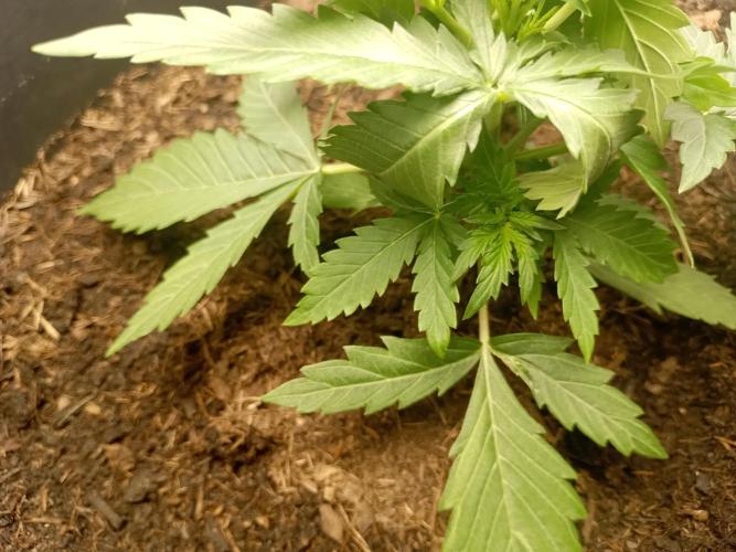 Kalashnikova Auto.. Week 2
