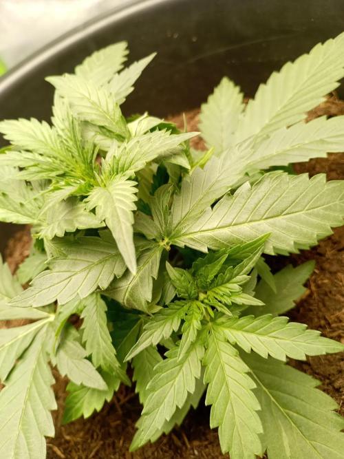 Kalashnikova Auto.. Week 2