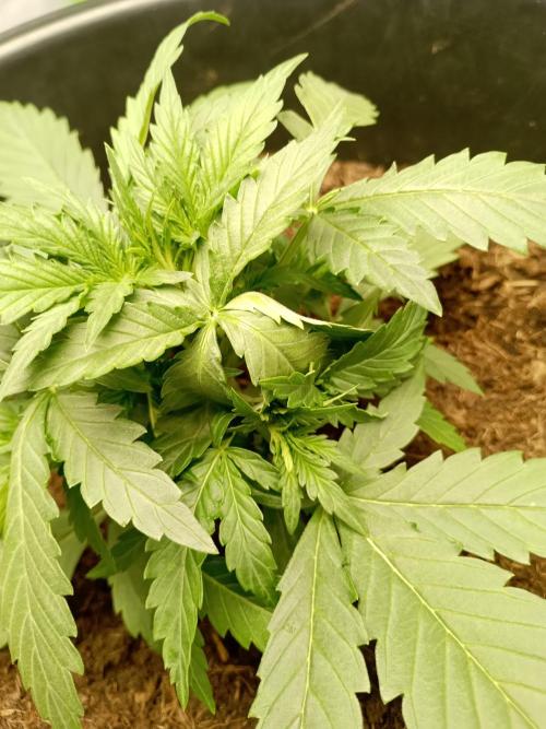 Kalashnikova Auto.. Week 2