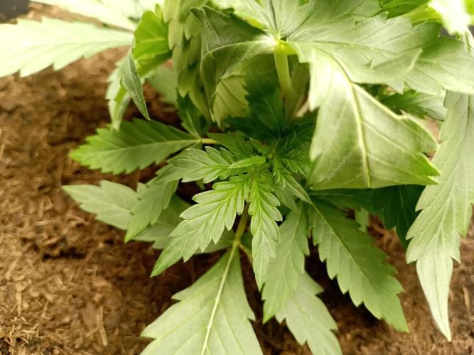 Kalashnikova Auto.. Week 2