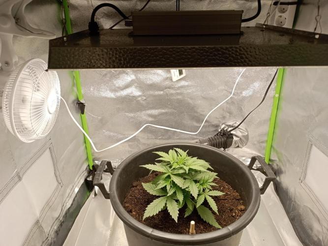 Kalashnikova Auto.. Week 2