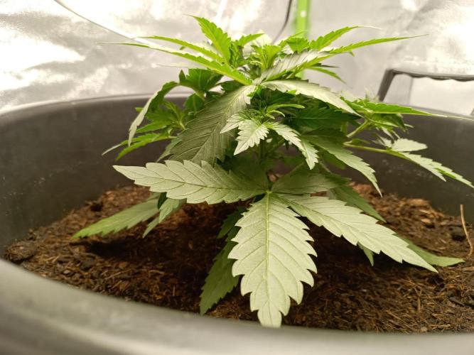 Kalashnikova Auto.. Week 2