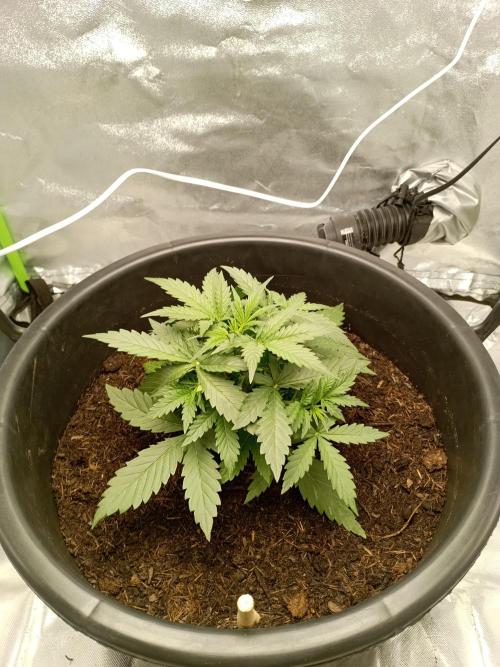 Kalashnikova Auto.. Week 2