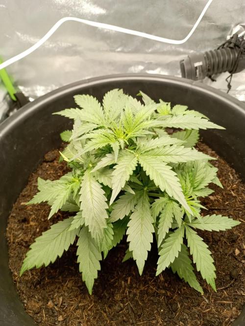 Kalashnikova Auto.. Week 2
