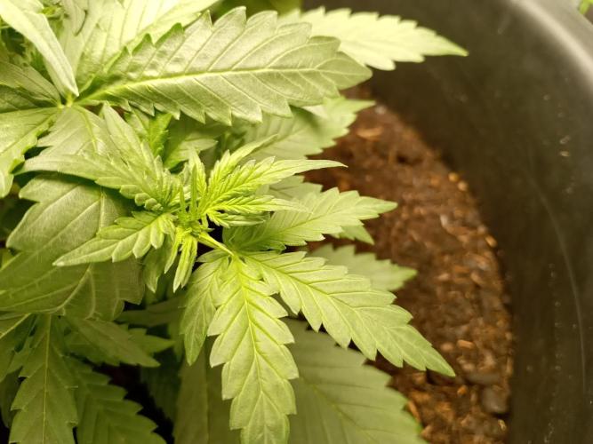 Kalashnikova Auto.. Week 2