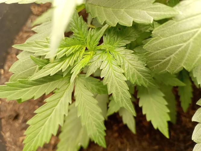Kalashnikova Auto.. Week 2