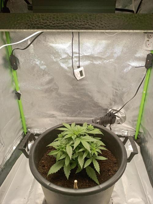 Kalashnikova Auto.. Week 3