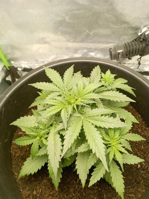 Kalashnikova Auto. Week 3