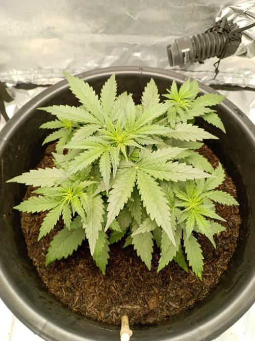 Kalashnikova Auto.. Week 3
