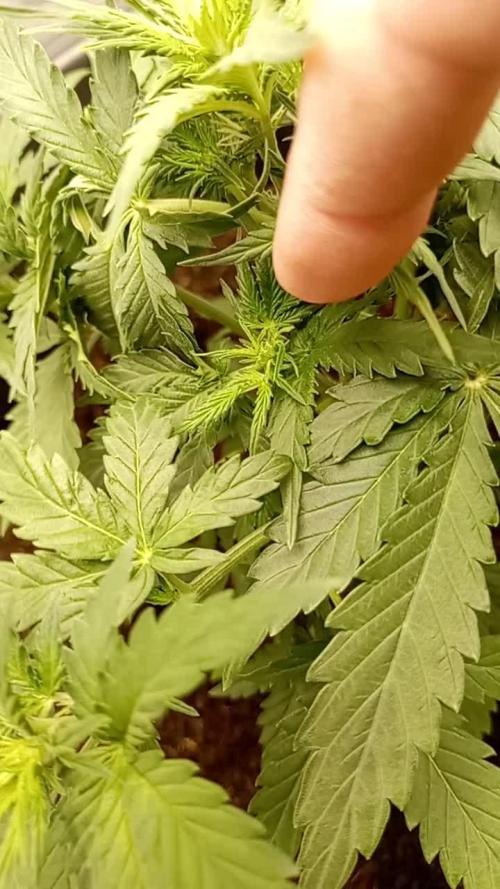 Kalashnikova Auto. Week 3