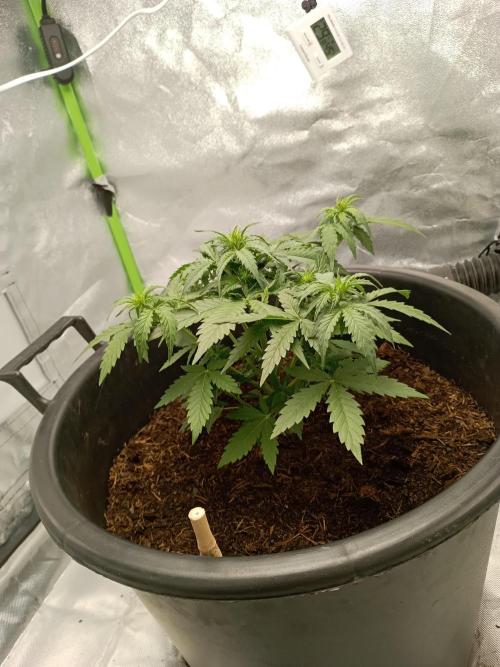Kalashnikova Auto.. Week 4 - Bijna slaaptijd.