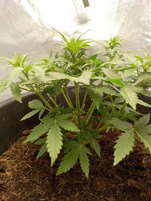Kalashnikova Auto. Week 3