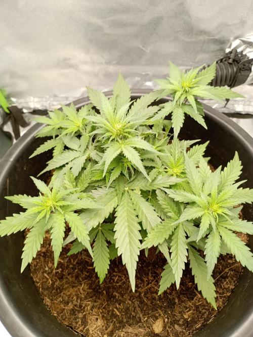 Kalashnikova Auto.. Week 4