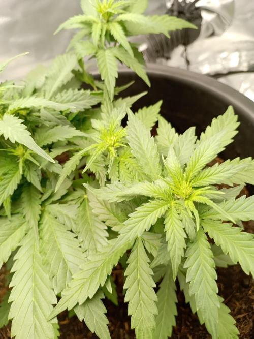 Kalashnikova Auto.. Week 4
