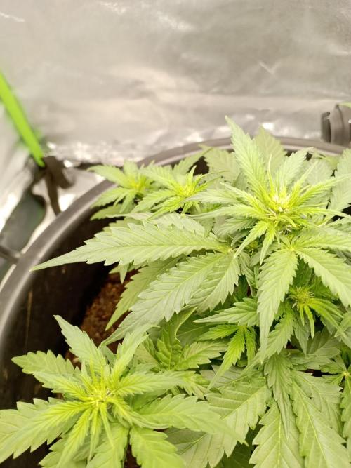 Kalashnikova Auto.. Week 4
