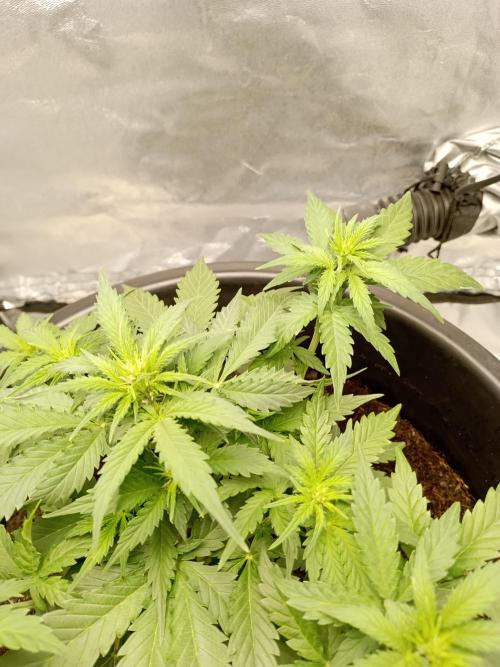 Kalashnikova Auto.. Week 4
