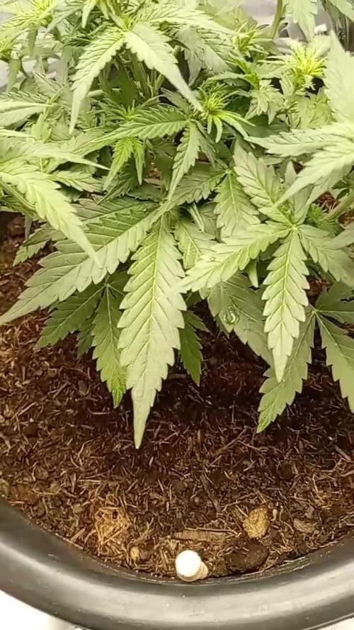 Kalashnikova Auto. Week 4