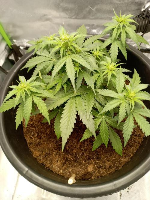 Kalashnikova Auto.. Week 4