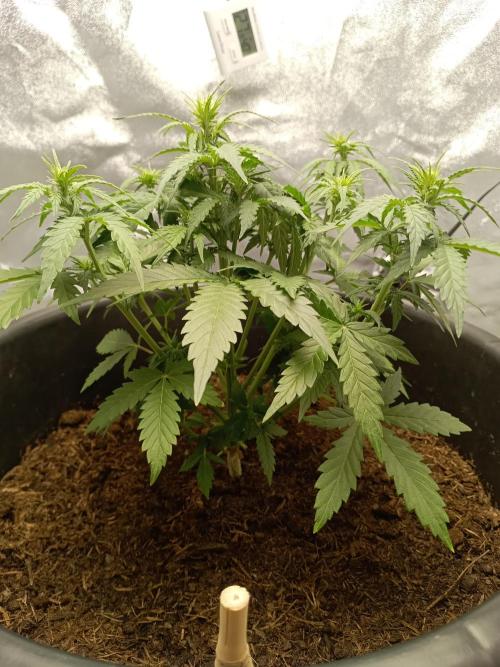 Kalashnikova Auto.. Week 4