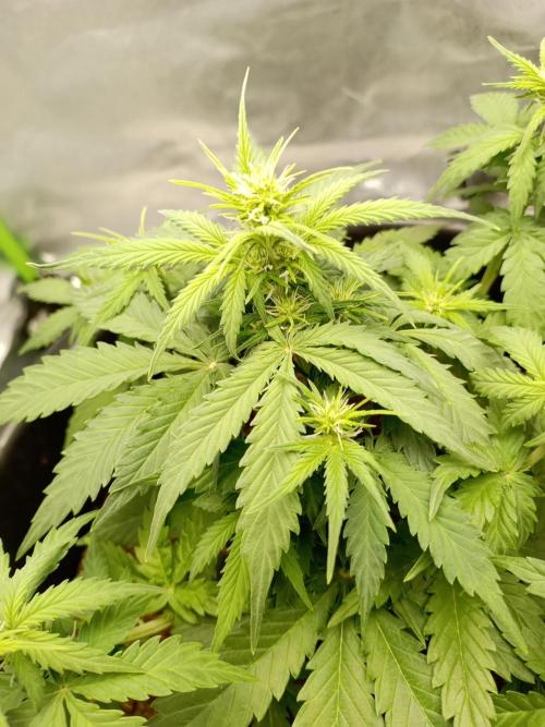 Kalashnikova Auto.. Week 4
