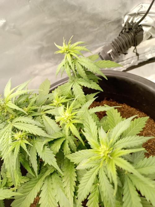 Kalashnikova Auto.. Week 4
