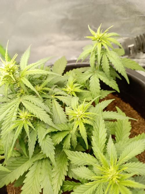 Kalashnikova Auto.. Week 4
