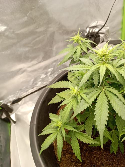 Kalashnikova Auto.. Week 4