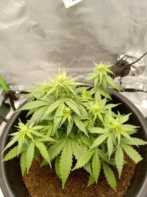 Kalashnikova Auto.. Week 4