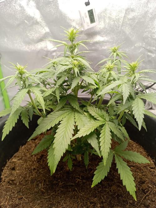 Kalashnikova Auto.. Week 4