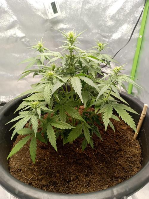 Kalashnikova Auto.. Week 4