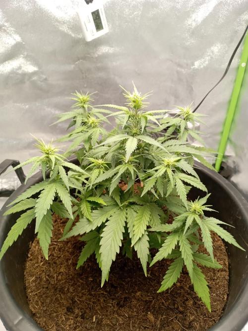 Kalashnikova Auto.. Week 4