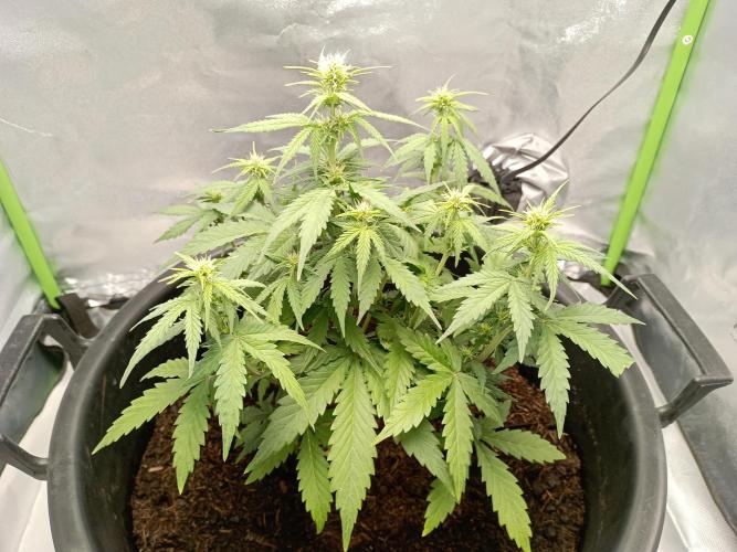 Kalashnikova Auto.. Week 5 - Vergeleken met de vorige heeft deze onderin veel kleinere topjes. Temperatuur was nogal hoog .