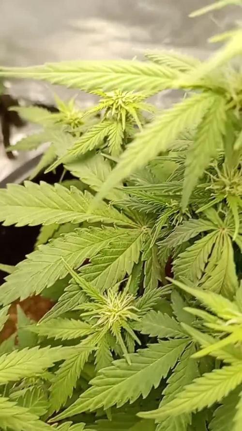 Kalashnikova Auto. Week 5
