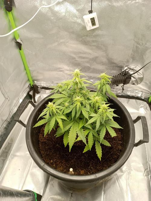 Kalashnikova Auto.. Week 5 - Waarschijnlijk laatste voeding gekregen. Vannacht niet de hoogte in gegaan. 33 cm