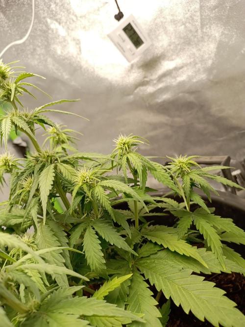 Kalashnikova Auto. Week 5