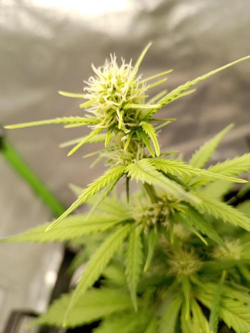 Kalashnikova Auto.. Week 5