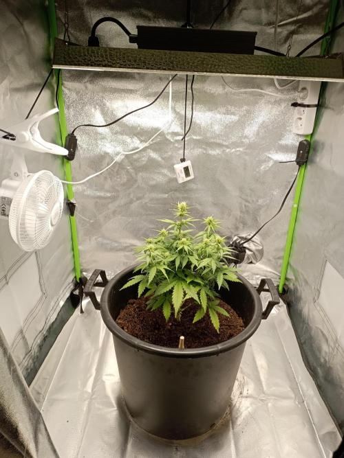 Kalashnikova Auto.. Week 5