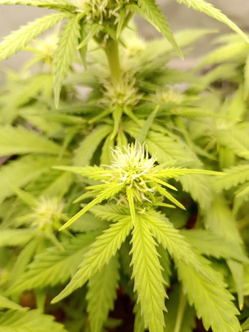 Kalashnikova Auto.. Week 5