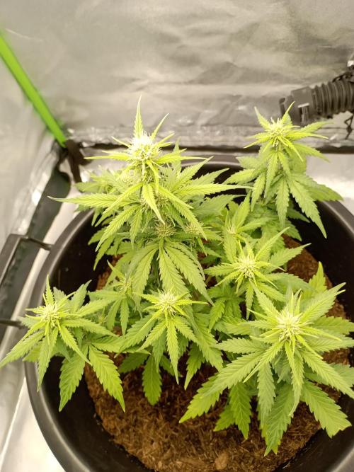Kalashnikova Auto.. Week 5