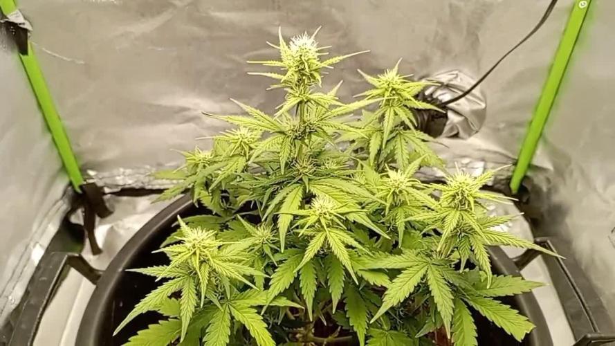 Kalashnikova Auto. Week 5