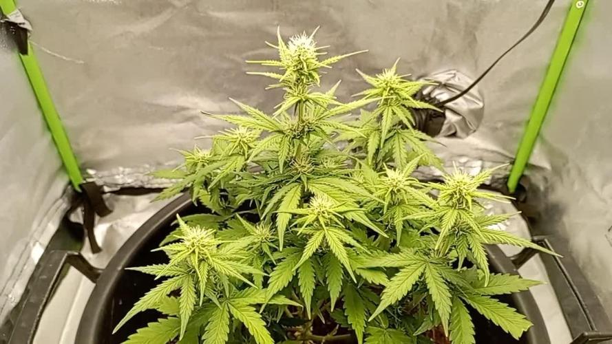 Kalashnikova Auto. Week 5