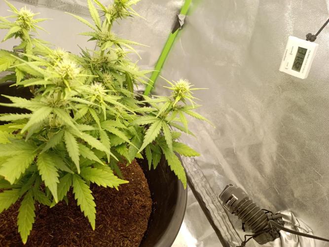 Kalashnikova Auto. Week 6